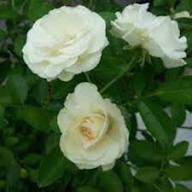 Roseum Flower Seeds White Heirloom Non-GMO High Germination Organic Garden Seeds for Planting