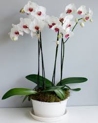 White Orchid Seeds Heirloom Non-GMO High Germination Organic Garden Seeds for Planting
