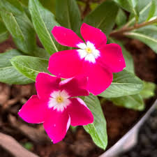 Periwinkle Flower Seeds Red Heirloom Non-GMO High Germination Organic Garden Seeds for Planting