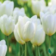 Tulip Perennial Flower Seeds for Planting – Heirloom, Non-GMO, High Germination