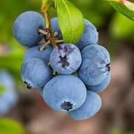 Blueberry Fruit Seeds for Planting – Delicious Berry Harvests Heirloom Non-GMO Organic Garden Seeds High Germination Seeds for Planting Seeds for Planting