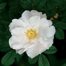 Rugosa Flower Seeds for Planting – Heirloom, Non-GMO, High Germination Organic Garden Seeds