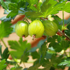 European Gooseberry Seeds (Ribes uva-crispa) for Planting – Heirloom Non-GMO Organic Garden Seeds High Germination Vitamin C Rich Fruit Seeds