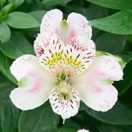 White Alstroemeria Flowers Seeds – Heirloom, Non-GMO, High Germination Organic Garden Seeds for Planting