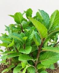 Mojito Mint Plant Seeds Heirloom Non-GMO High Germination Organic Garden Seeds for Planting