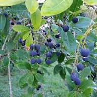 Black Icaco Seeds Heirloom Non-GMO High Germination Organic Garden Seeds for Planting