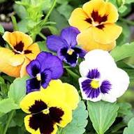 Yellow Giant Pansy Flower Seeds – Heirloom, Non-GMO, High Germination Seeds