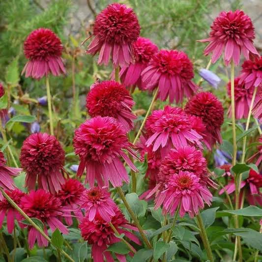 Echinacea Secret Affair (coneflower) Flower Seeds for Planting