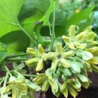 Yellow Telosma Flower Seeds Heirloom Non-GMO High Germination Organic Garden Seeds