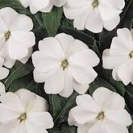 Impatiens Flower Seeds White Perennial – Heirloom, Non-GMO, High Germination Seeds