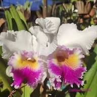 White Pink Cattleya Orchid Flower Seeds for Planting – Heirloom, Non-GMO, High Germination