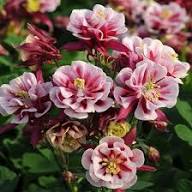White Red Aquilegia Flower Seeds for Planting Heirloom Non-GMO High Germination Organic Garden Seeds