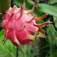 Mixed Dragon Seeds Organic – Heirloom, Non-GMO, High Germination Organic Garden