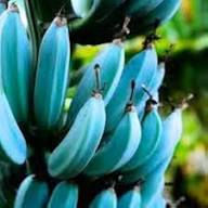 Blue Java Banana (Ice Cream Banana) Fruit Seeds for Planting – Heirloom Non-GMO High Germination Organic Garden Seeds