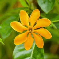 Yellow Gandharaj Flower Seeds Heirloom Non-GMO High Germination Organic Garden Seeds for Planting