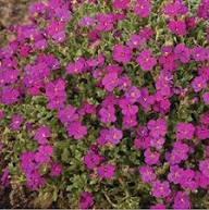 Pink Aubrieta Flower Seeds Heirloom Non-GMO High Germination Organic Garden Seeds for Planting