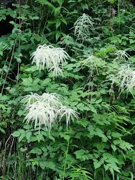 White Goats Beard Aruncus Dioicus Flower Seeds – Heirloom, Non-GMO, High Germination