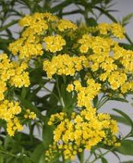 Solidago Yellow Flower Seeds for Planting – Heirloom, Non-GMO, High Germination Organic Garden Seeds