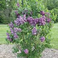 Purple Lilac Syringa Vulgaris Flower Seeds Heirloom Non-GMO High Germination Organic Garden Seeds for Planting