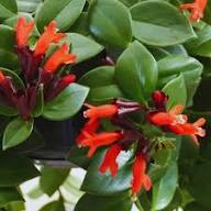 Red Aeschynanthus Radicans Flower Seeds – Heirloom, Non-GMO, High Germination Organic Garden Seeds for Planting