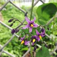 Purple Solanum Dulcamara Flower Seeds Heirloom Non-GMO High Germination Organic Garden Seeds for Planting
