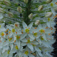 White Eremurus Flower Seeds Heirloom Non-GMO High Germination Organic Garden Seeds for Planting
