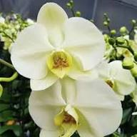 Yellow Phalaenopsis Orchid Flower Seeds – Heirloom, Non-GMO, High Germination Organic Garden Seeds for Planting