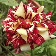 Semillas de Flores Rosas Amarillas y Rojas Antiguas No Transgénicas de Alta Germinación Semillas Orgánicas de Jardín para Plantar