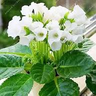 White Creeping Gloxinia Flower Seeds – Heirloom Non-GMO High Germination