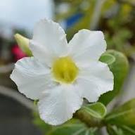 White Adenium Obesum Flower Seeds Heirloom Non-GMO High Germination Organic Garden Seeds