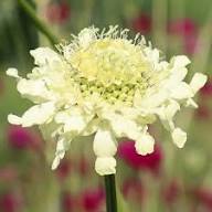 Yellow Cephalaria Flower Seeds – Heirloom, Non-GMO, High Germination Organic Garden Seeds