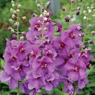 Lila Königskerze Blumensamen – Heirloom, gentechnikfrei, hochkeimende Bio-Gartensamen zum Pflanzen