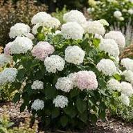 Hydrangea Flower Seeds White Heirloom Non-GMO High Germination Organic Garden Seeds for Planting
