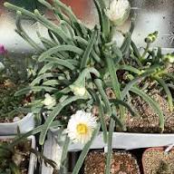 White Monilaria Seeds for Planting Heirloom Non-GMO High Germination Organic Garden Seeds