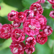 Pink Hawthorn Flower Seeds Pink – Heirloom, Non-GMO High Germination Seeds for Planting | Organic Garden Seeds