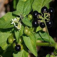 Black Nigrum Berry Seeds Heirloom Non-GMO High Germination Organic Garden Seeds for Planting
