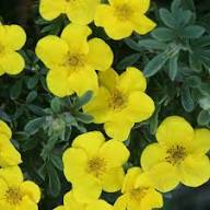 Yellow Potentilla Flowers Seeds – Heirloom Non-GMO High Germination Organic Garden Seeds