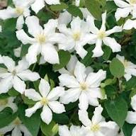 Clematis Flower Seeds White Heirloom Non-GMO High Germination Organic Garden Seeds for Planting
