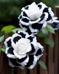 Black White Rose Flower Seeds for Planting – Heirloom Non-GMO High Germination Organic Garden Seeds