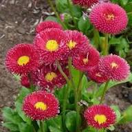 Rote Bellis Blumensamen Alte Sorte Gentechnikfrei Hohe Keimfähigkeit Bio-Gartensamen zum Pflanzen