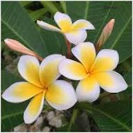 White Samoan Fluff Flowers Seeds – Heirloom, Non-GMO, High Germination Organic Garden Seeds for Planting