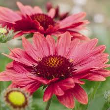 Red Grandiflora Flower Seeds – Heirloom Non-GMO High Germination Organic Garden Seeds for Planting