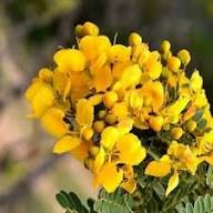 Yellow Senna Flower Seeds Heirloom Non-GMO High Germination Organic Garden Seeds for Planting