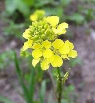 Mustard Flower Seed Yellow – Heirloom Non-GMO High Germination Organic Garden Seeds