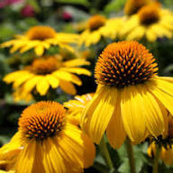 Turquoise Coneflower Seeds for Planting – Heirloom, Non-GMO, High Germination