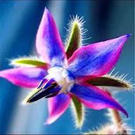 Pink Borage Flower Seeds Heirloom Non-GMO High Germination Organic Garden Seeds for Planting