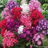 Phlox Flower Seeds Mixed – Heirloom, Non-GMO, High Germination Organic Garden Seeds for Planting