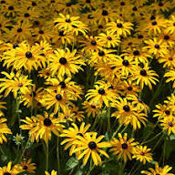 Rudbeckia Flower Seeds Perennial for Planting – Heirloom, Non-GMO, High Germination Organic Garden Seeds