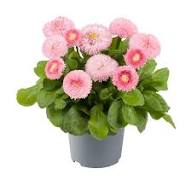 Pink Perennis Flower Seeds – Heirloom, Non-GMO, High Germination Organic Garden Seeds for Planting Seeds for Planting