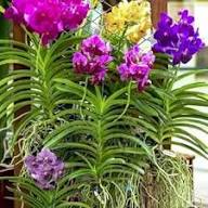 Nicotiana Flower Seeds Mixed – Heirloom, Non-GMO, High Germination Organic Garden Seeds for Planting